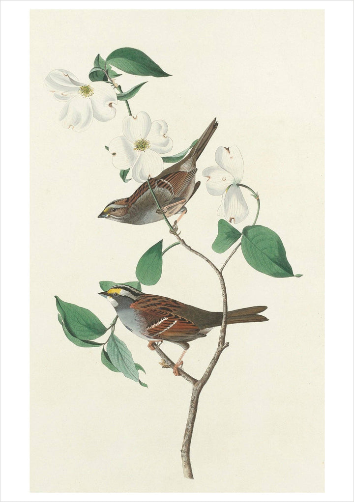 John James Audubon: Songbirds Boxed Notecard Assortment