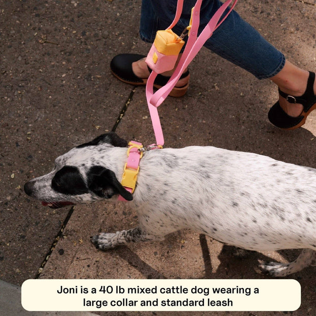 The Fritz Dog Collar : Pink lemonade / Small