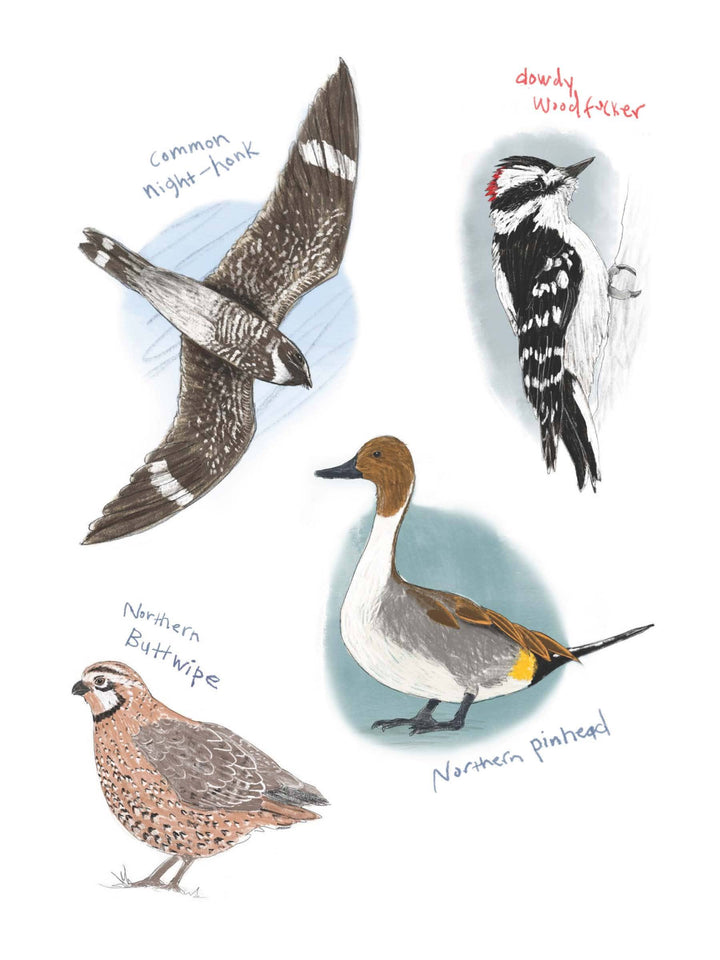 Field Guide to Dumb Birds Sticker Book