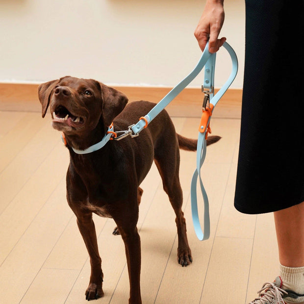 The Fritz Dog Leash | Leash wit Handle | Multi Dog Leash: Liberty green / Standard