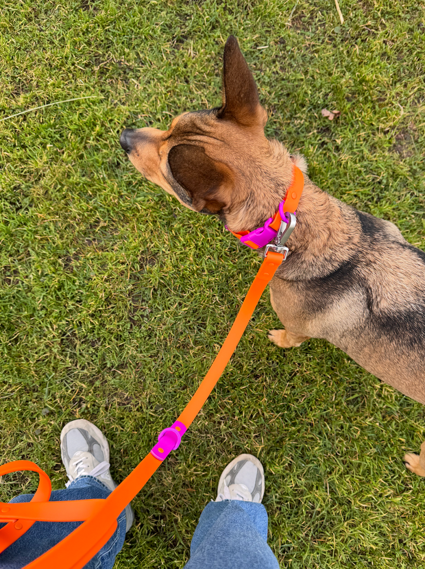 The Fritz Dog Leash | Sunset Violet: Standard