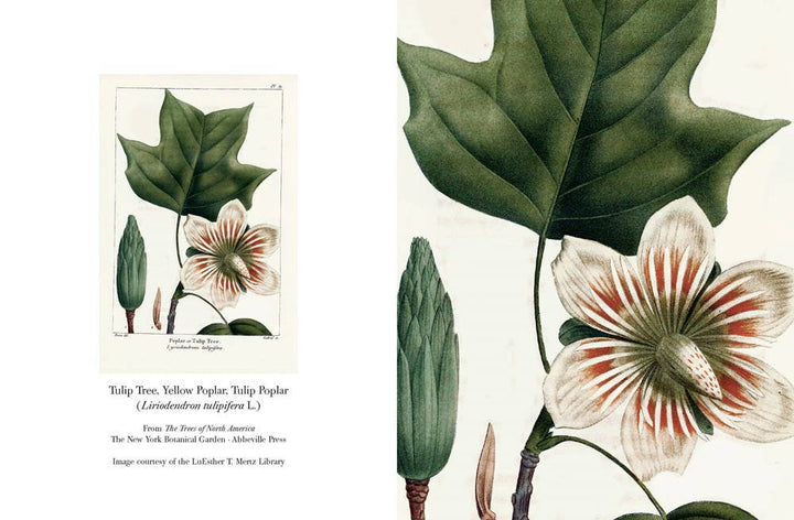 The Trees of North America note cards