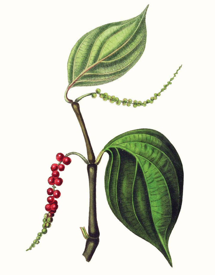 Herbs and Spices: (An Abbeville Notecard Set)