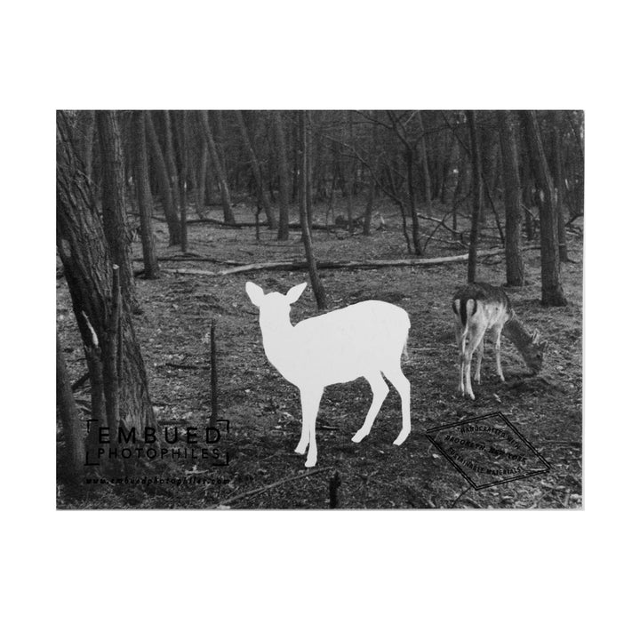 Deer Happy Anniversary, Darling Dear Card