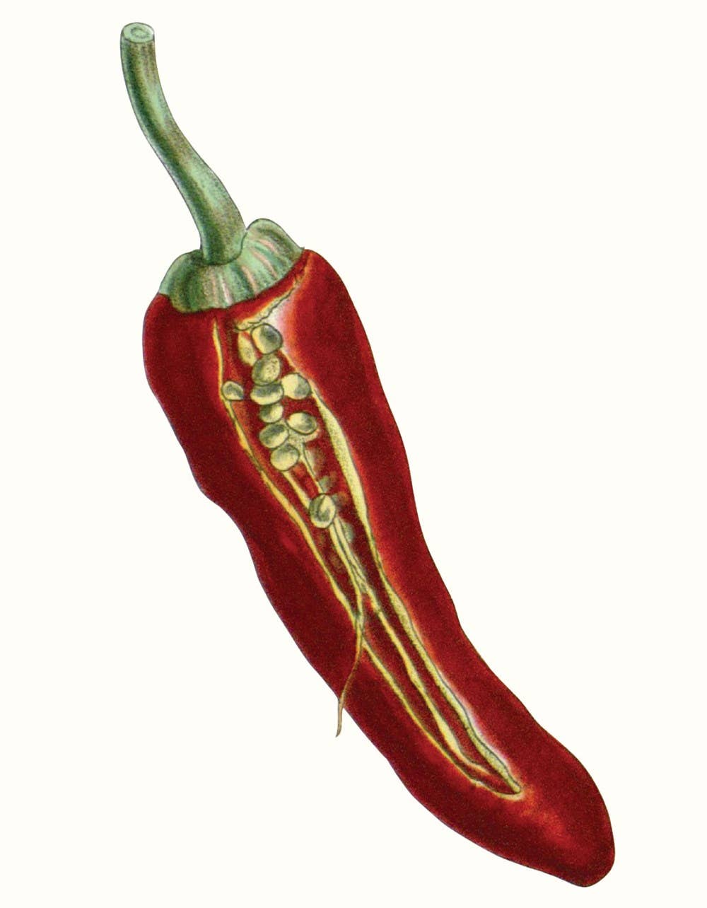 Herbs and Spices: (An Abbeville Notecard Set)