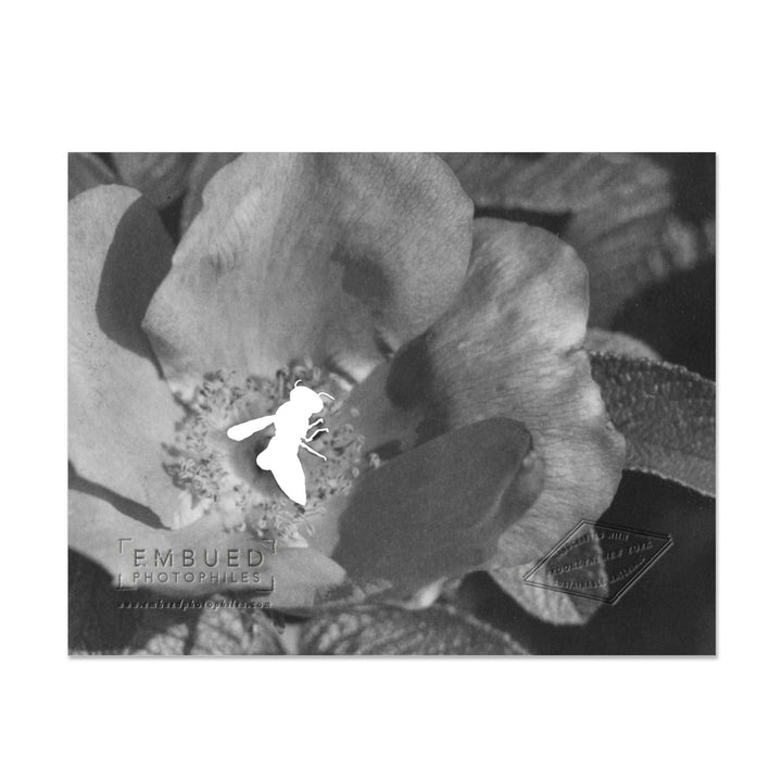 Bee My Beloved Foil Stamped Card