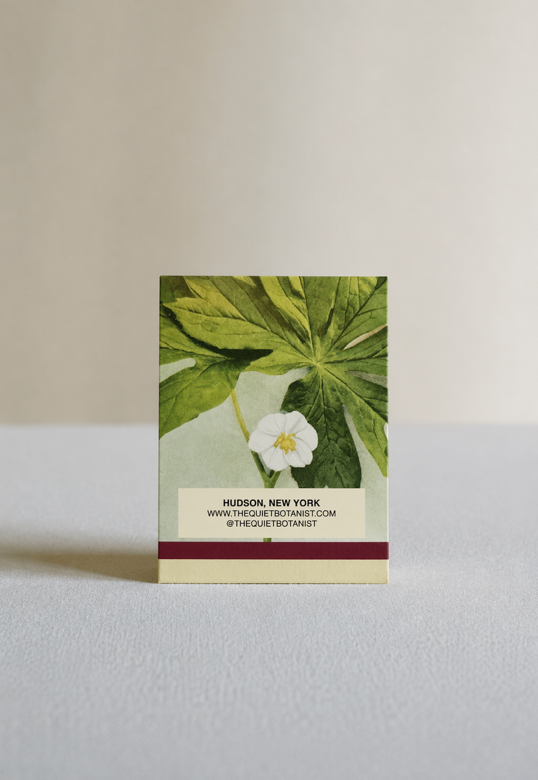 Buckbean, Marsh Trefoil Botanical Matches