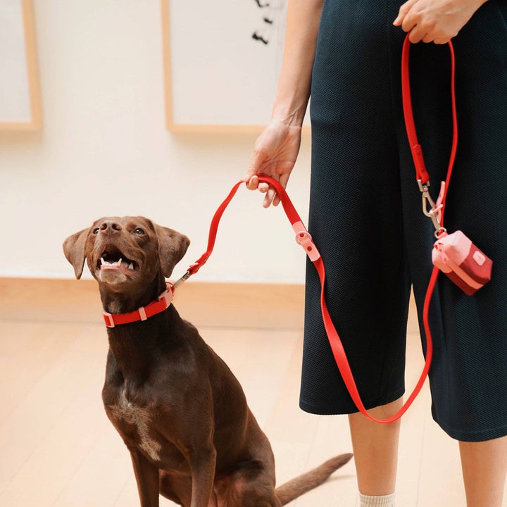 The Fritz Dog Collar : Burgundy/Sun-Large