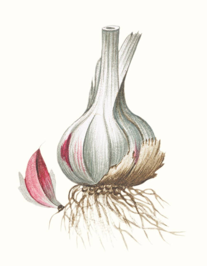 Herbs and Spices: (An Abbeville Notecard Set)