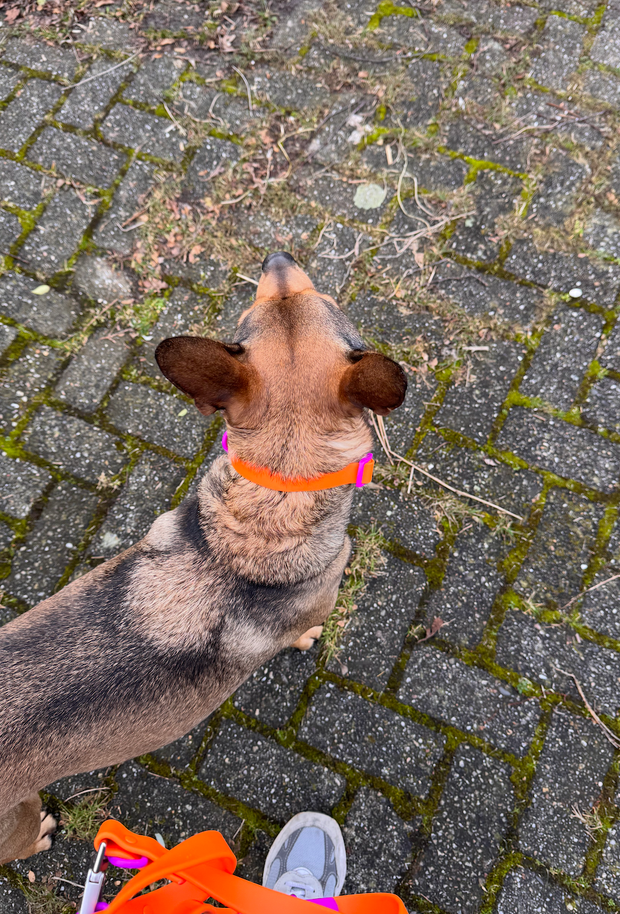 The Fritz Dog Collar | Sunset Violet: Medium