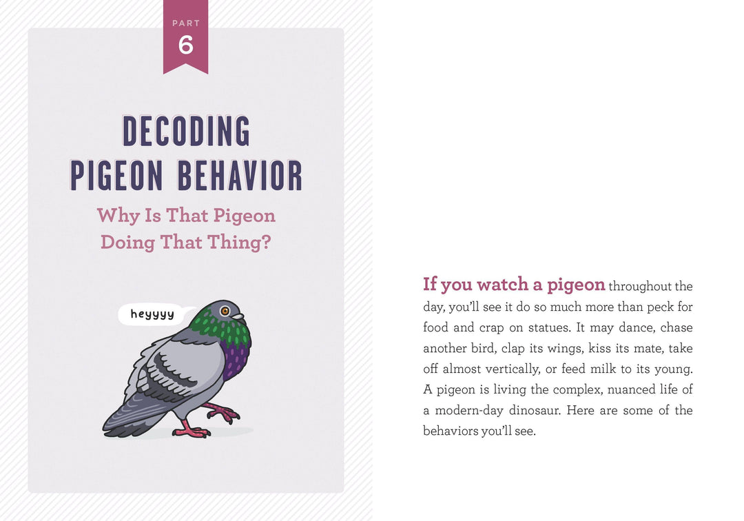 A Pocket Guide to Pigeon Watching