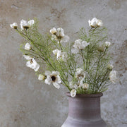 Cosmos Cream Flowers