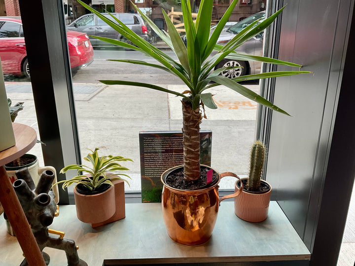 Copper Pitcher Planter