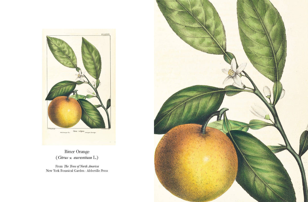 The Trees of North America note cards