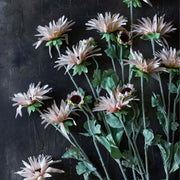 Chrysanthemum Blush Florals