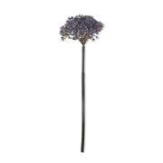 Trachelium Mauve Florals