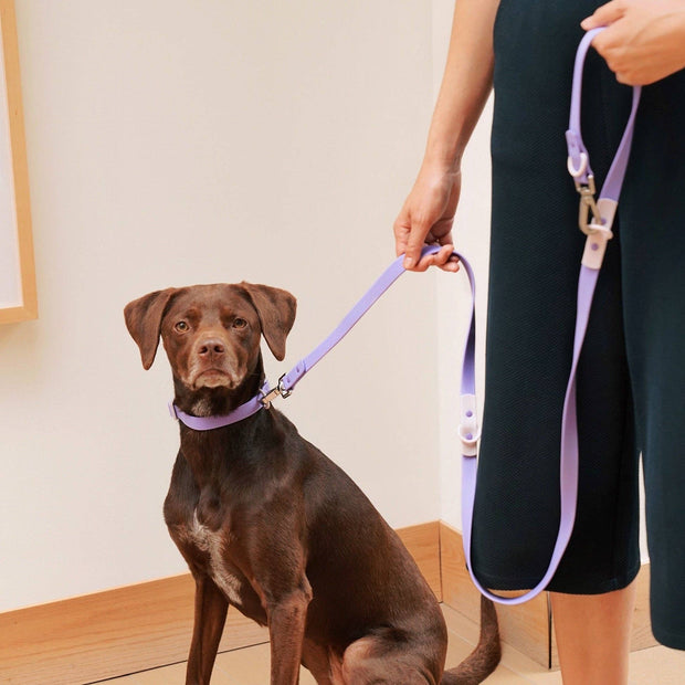 The Fritz Dog Leash | Leash wit Handle | Multi Dog Leash: Orange mango / Small