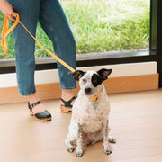 The Fritz Leash: Cherry-Small