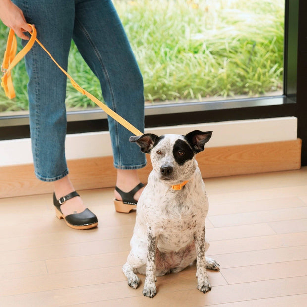 The Fritz Leash: Cherry-Small
