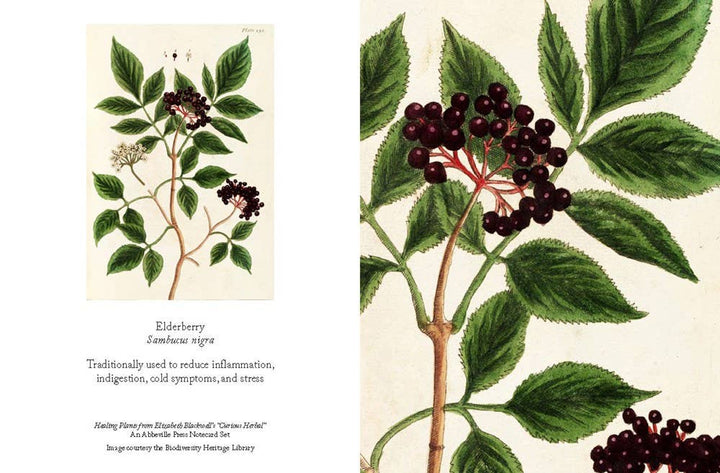 Healing Plants Note Cards