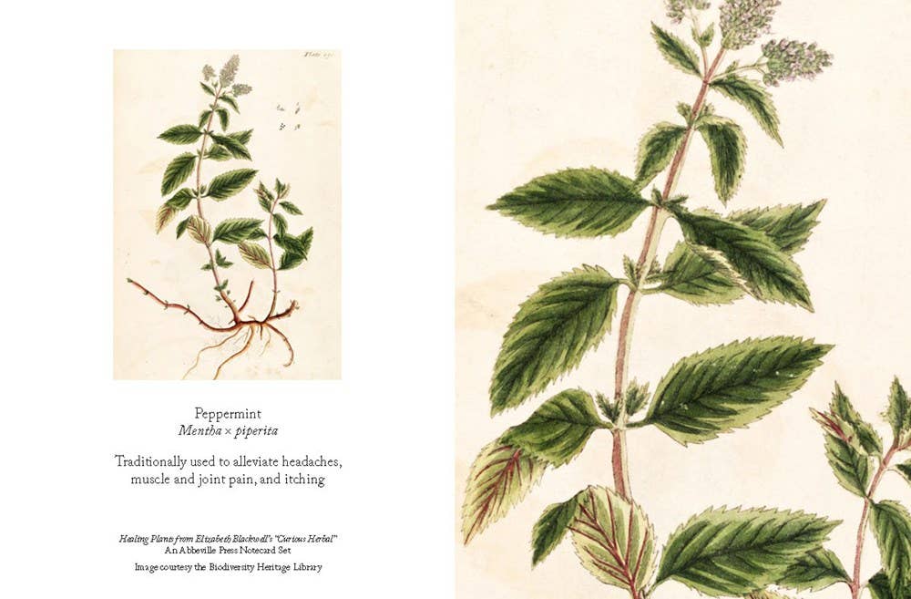 Healing Plants Note Cards