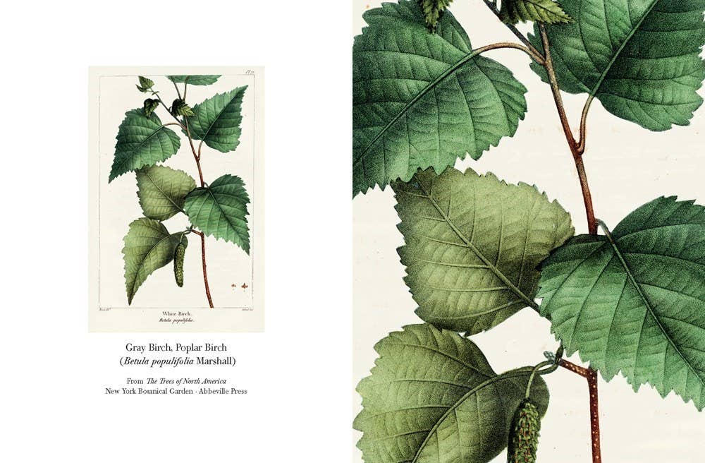 The Trees of North America note cards