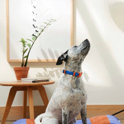 The Fritz Dog Collar : Pink lemonade / Small