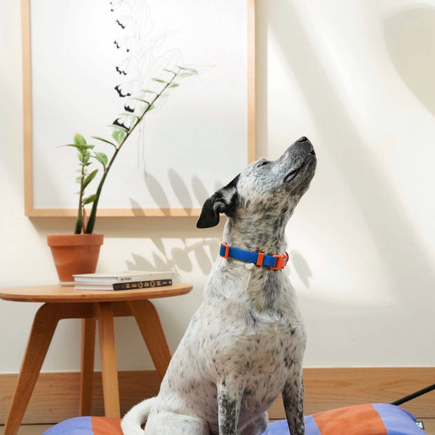 The Fritz Collar: Medium / lilac grey
