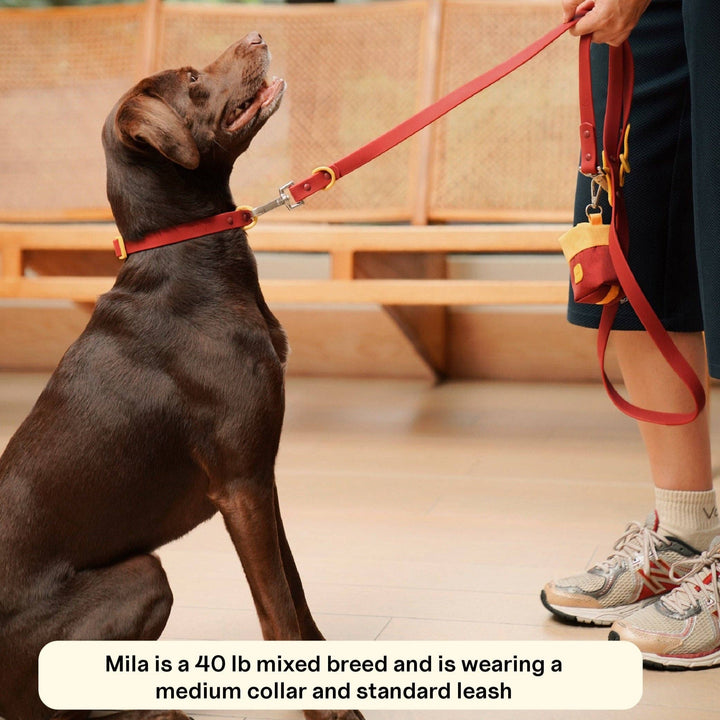 The Fritz Collar: Medium / blue orange