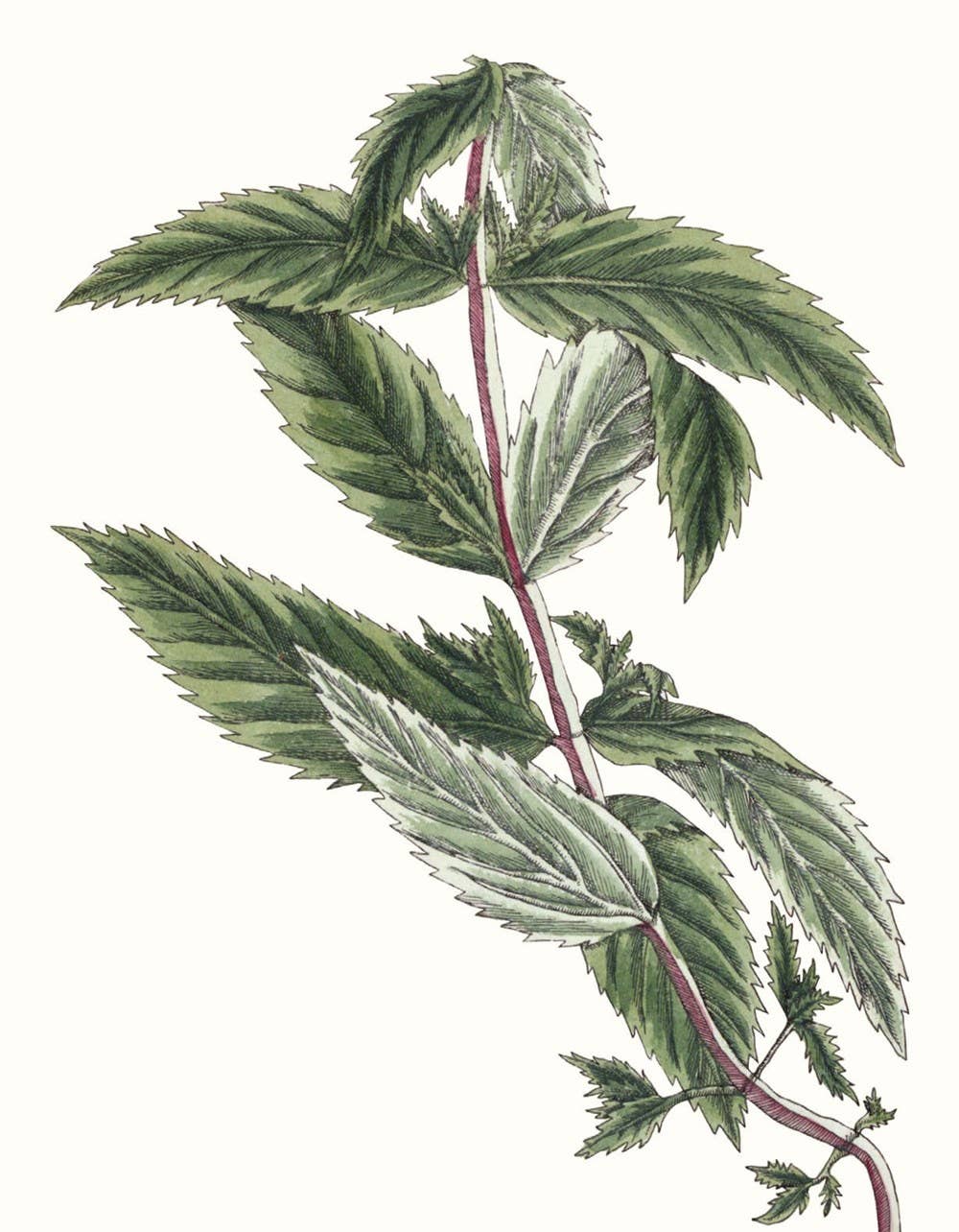 Herbs and Spices: (An Abbeville Notecard Set)