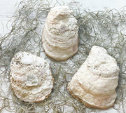 English Garden Oyster Trinket Dish