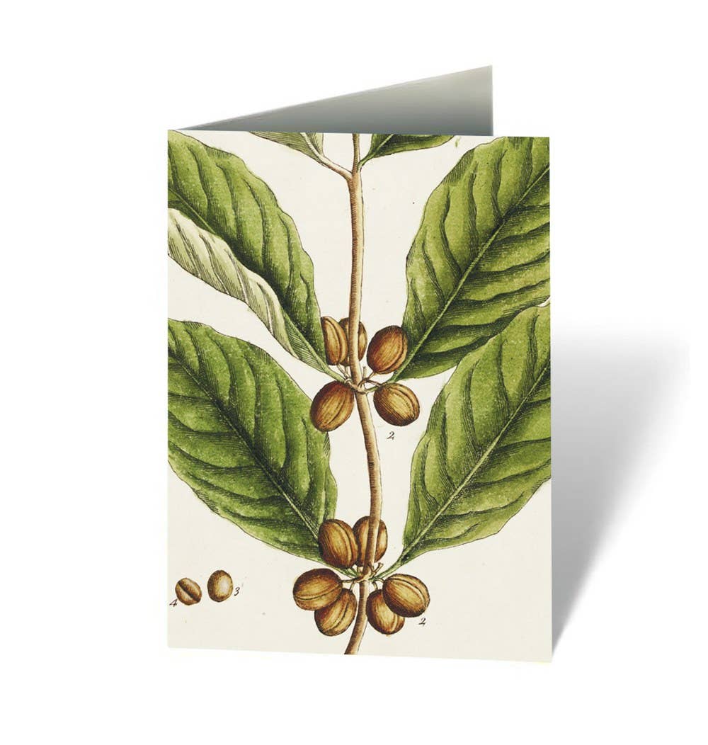 Healing Plants Note Cards