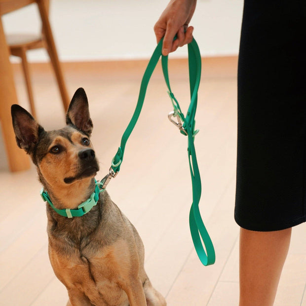 The Fritz Dog Leash | Leash wit Handle | Multi Dog Leash: Liberty green / Standard