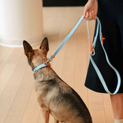 The Fritz Dog Collar : Orange mango / Small