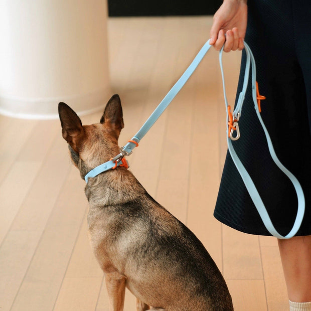 The Fritz Dog Collar : Orange mango / Small