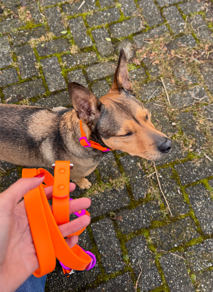 The Fritz Dog Leash | Sunset Violet: Standard