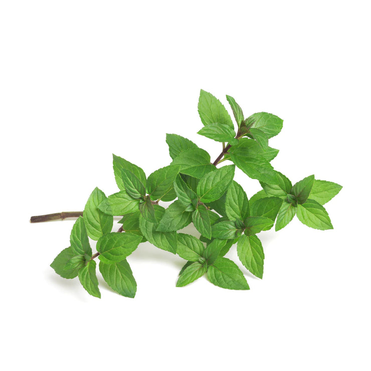 Common Peppermint