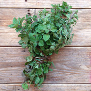 Greek Oregano