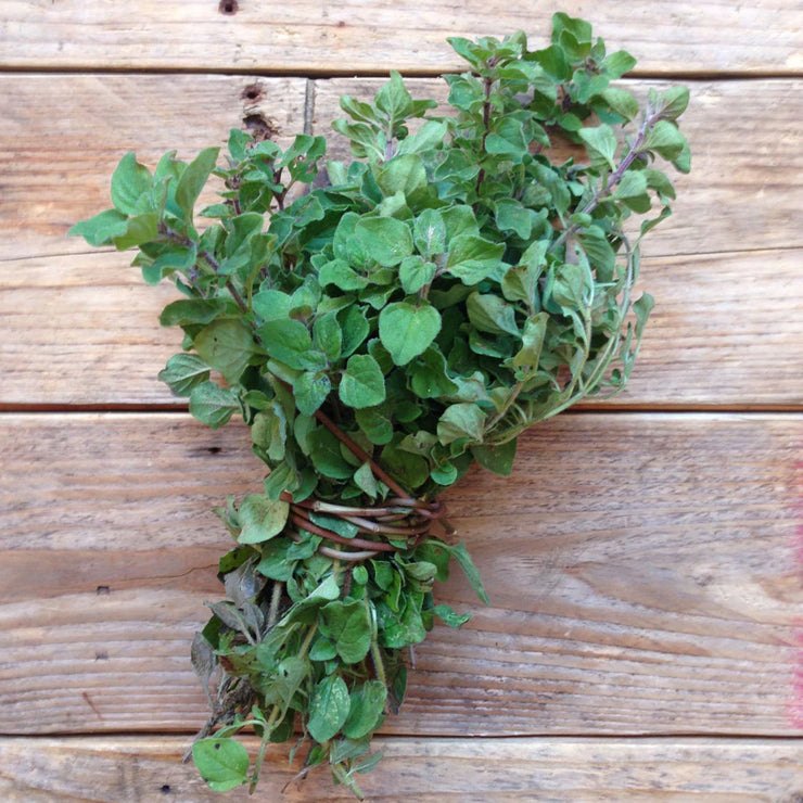 Greek Oregano